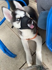 MUSERUOLA cane animale